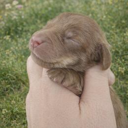 Claire 3000.00 - Chocolate and cream female Dachshund puppy in Albany, Wisconsin from Deglow’s Doxies