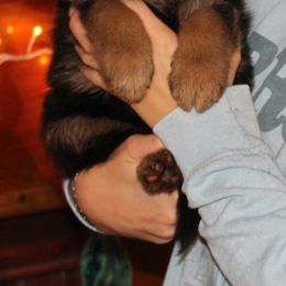 Boy 4 - Black and red male German Shepherd puppy in Claysville, Pennsylvania from Von Kunstlerisch