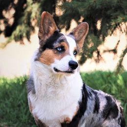 Wish - Cardigan Welsh Corgi