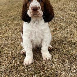 English Springer Spaniel Puppies from vom King-Charles