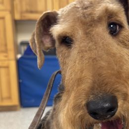 Morgan - Airedale Terrier