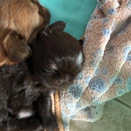 Shih Tzu puppies from Cutie Shihtzu, Miniature Schnauzer