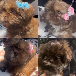 Shih Tzu Puppies from Majestic M Shihtzu’s