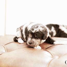 Odette - female Newfypoo puppy in Marshallville, Ohio from Windy Hill Dogs