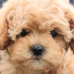 Assorted Doodle Crosses, Shihpoos, and Shih Tzus from Curls & Paws Canines