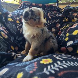 Zeplin - Blue merle female Miniature Australian Shepherd puppy in Copperas Cove, Texas from Hidden Leaf Aussies