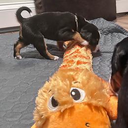 Appenzeller Sennenhund Puppies from HussarRidge
