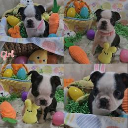 Pink - Black and white female Boston Terrier puppy in Clinton Township, Michigan from Greenberg's Boston Terriers & Bullies of Metro Detroit