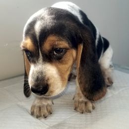 Sahara - Black white and tan female Beagle puppy in Peculiar, Missouri from At home