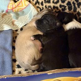 Winnie - Black and white female Chihuahua puppy in Oklahoma City, Oklahoma from Savvy Chihuahuas of Oklahoma