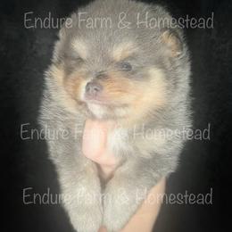 Teriyaki - Lavender male Pomeranian puppy in Plantersville, Texas from Endure Farm Inc