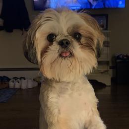 Piper - Shih Tzu