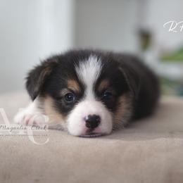 Rain 2 - Black and tan female Pembroke Welsh Corgi puppy in Straughn, Alabama from Magnolia Creek Corgis