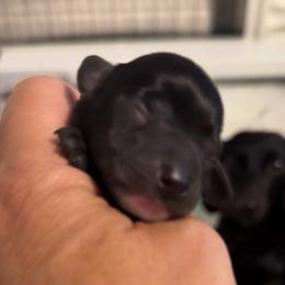 Coco: Girl solid Black with a white stripe on her chest - Black female Dachshund puppy in Casselberry, Florida from Amore Mini Dachshund Breeders & More