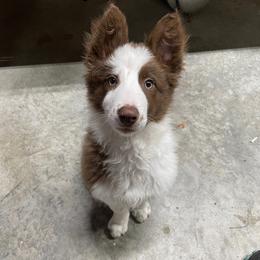 Border Collie Puppies from Ferguson Border Collies