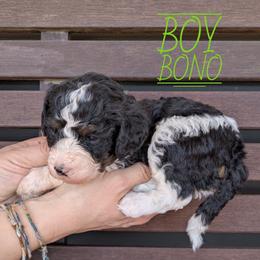 Bono - Black and white male Bernedoodle puppy in Cambridge, Minnesota from Country Meadow Doodles