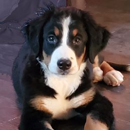 Solee - Bernese Mountain Dog