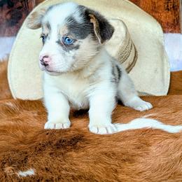 Gilbert Blythe - Blue merle and white male American Corgi puppy in Paden, Oklahoma from Sunray Ranch