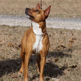 Flyer - Rat Terrier