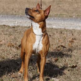 Flyer - Rat Terrier