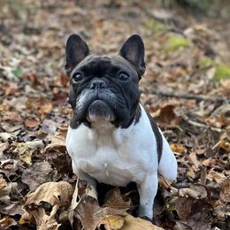 French Bulldogs from Five Post Farm Frenchies