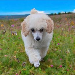Rip - White male Poodle puppy in Birmingham, Alabama from Stormborn