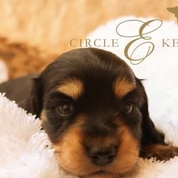 Dachshunds from Circle E Dachshunds