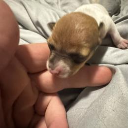 Girl 1 - White and tan female Toy Fox Terrier puppy in Briggs, Texas from TAC Team Kennels