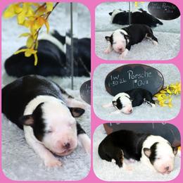 Porsche - Black tri female Toy Australian Shepherd puppy in Levelland, Texas from Once Upon a Time Aussies