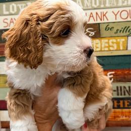 Pooh - Red  male Goldendoodle puppy in Bradenton, Florida from Christianna’s Mini Goldendoodles