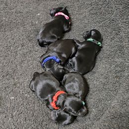 Boy 2 - male Scottish Terrier puppy in Milo, Iowa from Scotties By Stout