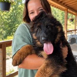 Dotty - Black and red female German Shepherd puppy in New Jersey from Stahlhaus ( Previously Buffelbach Farmstead Shepherds)