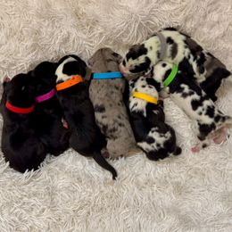 Great Dane puppies from Doxies and Danes