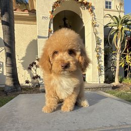 Boy 1 - Apricot male Poodle puppy in San Diego, California from Goldendoodles & Poodles of San Diego