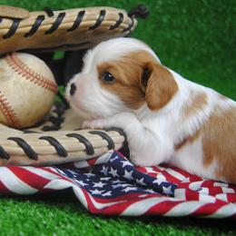 Arthur - Blenheim male Cavalier King Charles Spaniel puppy in Mountain Grove, Missouri from Dogwood & Sassafras Companions