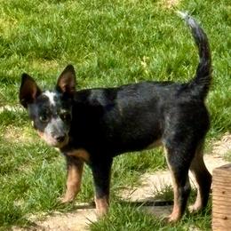 Boots - Australian Cattle Dog