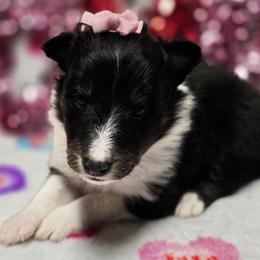Candy - Black white and tan female Shetland Sheepdog puppy in Wapello, Iowa from Willow Rayne shelties and more