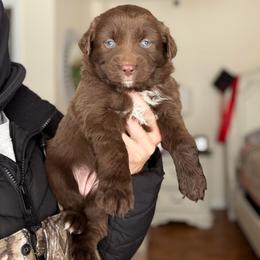 Clarice - Red tri-color female Australian Shepherd puppy in Tyner, Kentucky from Lil’ Town Aussies