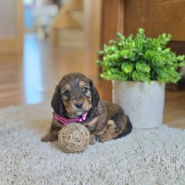 AKC Meet Juniper :) - Sable female Dachshund puppy in Centerville, Iowa from Barnyard Dachshunds, Dals & Doodles