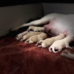 Bow - Yellow male Labrador Retriever puppy in Sweet Home, Oregon from Knotty Creek Labradors