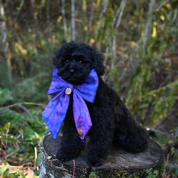 Mr.Grinch - Black male Cockapoo puppy in Deming, Washington from Heavenly Puppies to Love