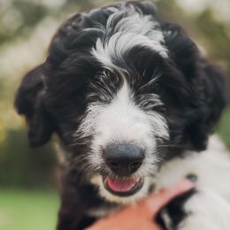 Boy 3 - Black and white Aussiedoodle puppy in Kevil, Kentucky from HK Aussiedoodles