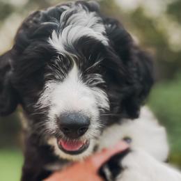 Boy 3 - Black and white Aussiedoodle puppy in Kevil, Kentucky from HK Aussiedoodles