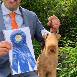 D - Lakeland Terrier