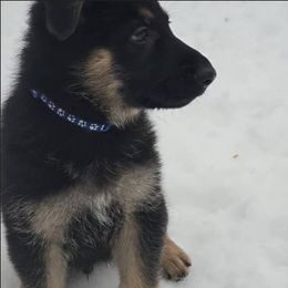 German Shepherd Puppies from Karriage Haus Kennels