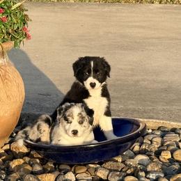 Border Collies from KAR3 Farms