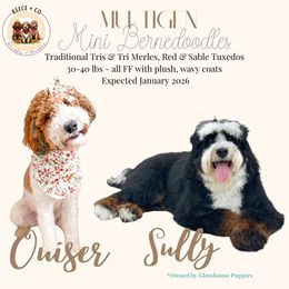 Bernedoodle puppies from Reece + Co Doodles & Poodles