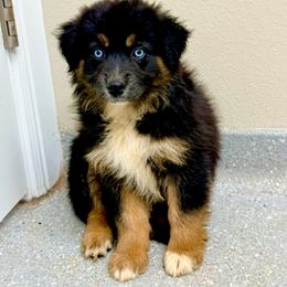 Marina - Black tri-color female Australian Shepherd puppy in Mineral Wells, Texas from A6 Australian Shepards