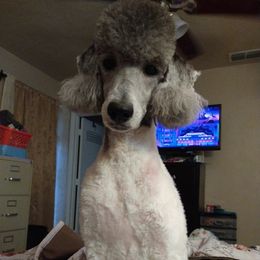 Poodles from Charlene's Poodle Passions