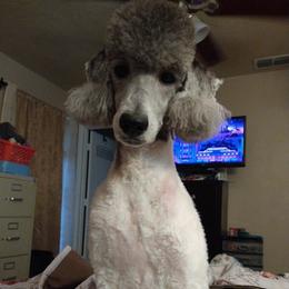 Poodles from Charlene's Poodle Passions